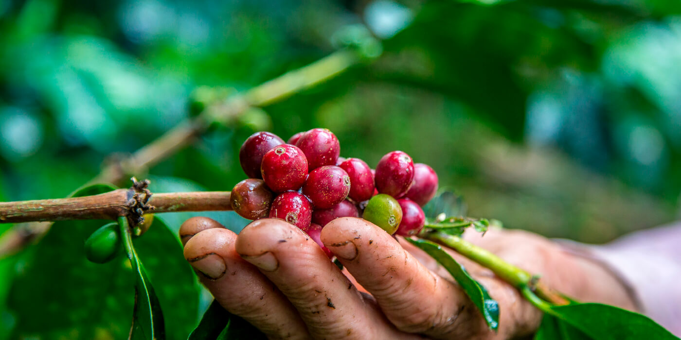 Colombian coffee before harvesting