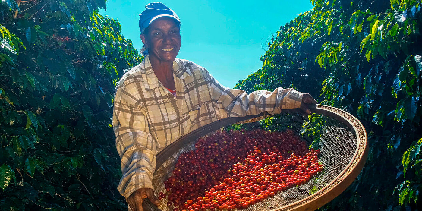 Smiling woman from Congo picking red coffee seed on coffee plantation