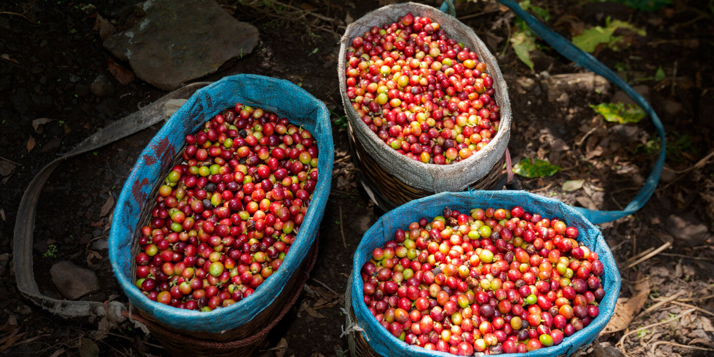Harvested coffee cherries from Congo