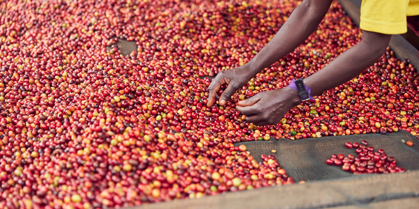  Ethiopian coffee beans for capsules